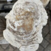 Grabstein versteinertes Holz 35071