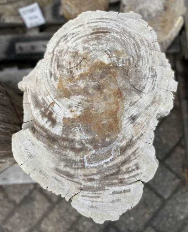 Grabstein versteinertes Holz 35071