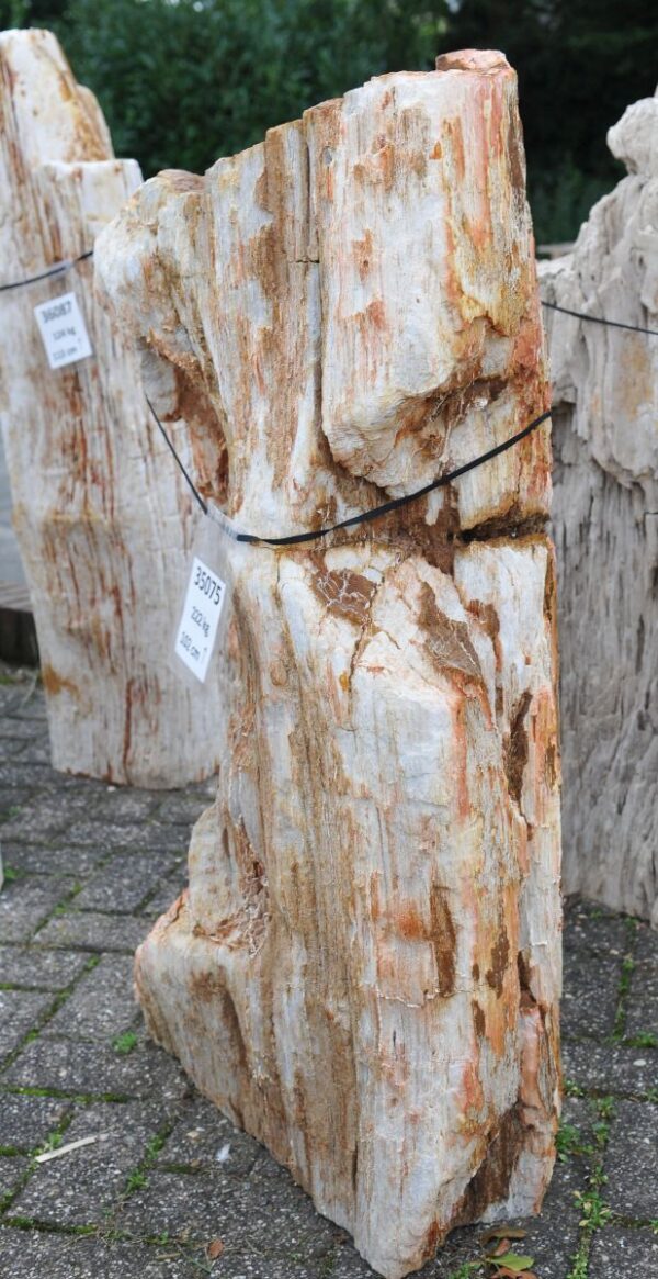 Grabstein versteinertes Holz 35075