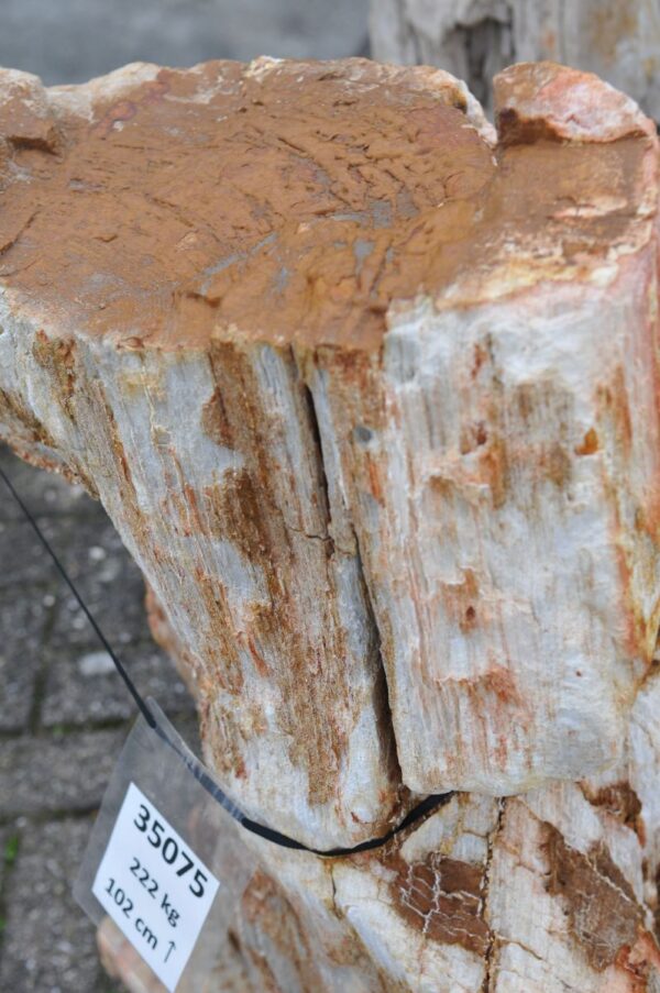 Grabstein versteinertes Holz 35075