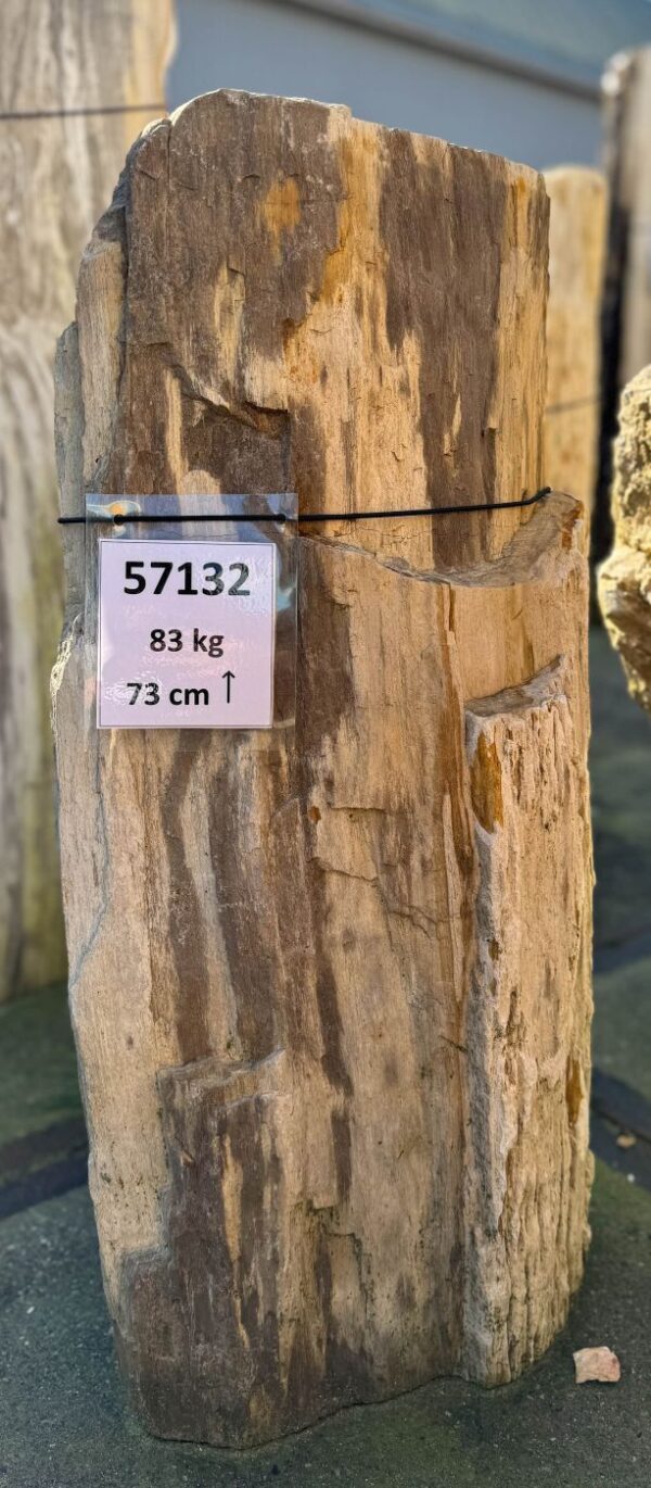 Grabstein versteinertes Holz 57132