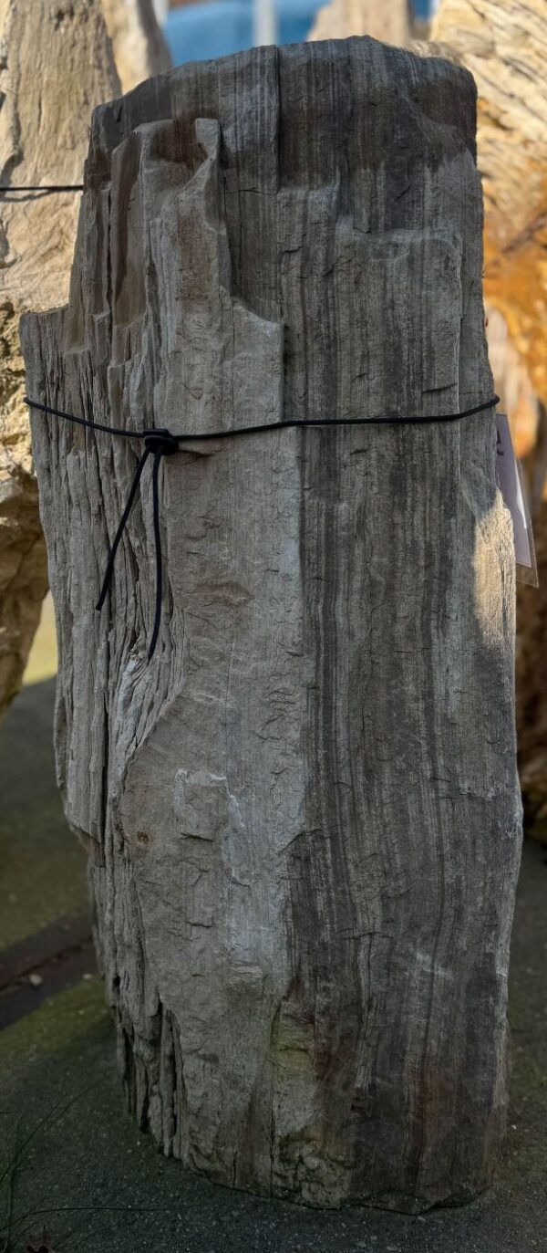 Grabstein versteinertes Holz 57132