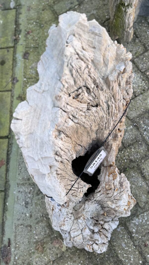 Grabstein versteinertes Holz 58149