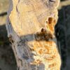 Grafsteen versteend hout 56062