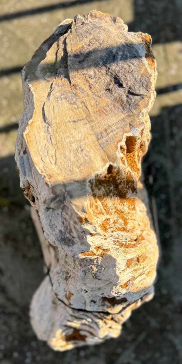 Grafsteen versteend hout 56062