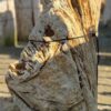 Grafsteen versteend hout 56062