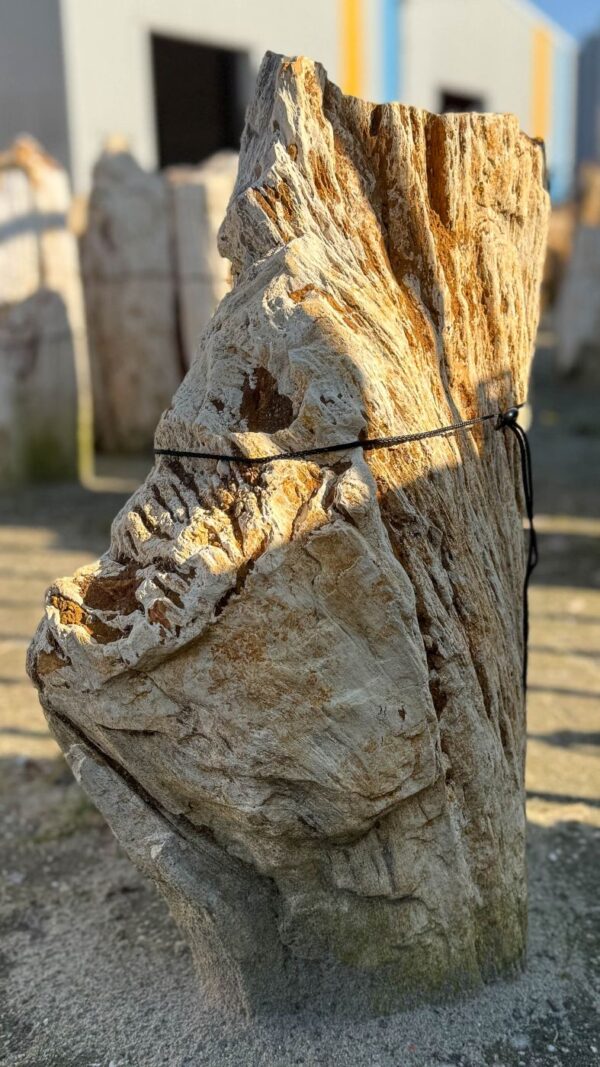 Grafsteen versteend hout 56062