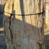 Grafsteen versteend hout 56062