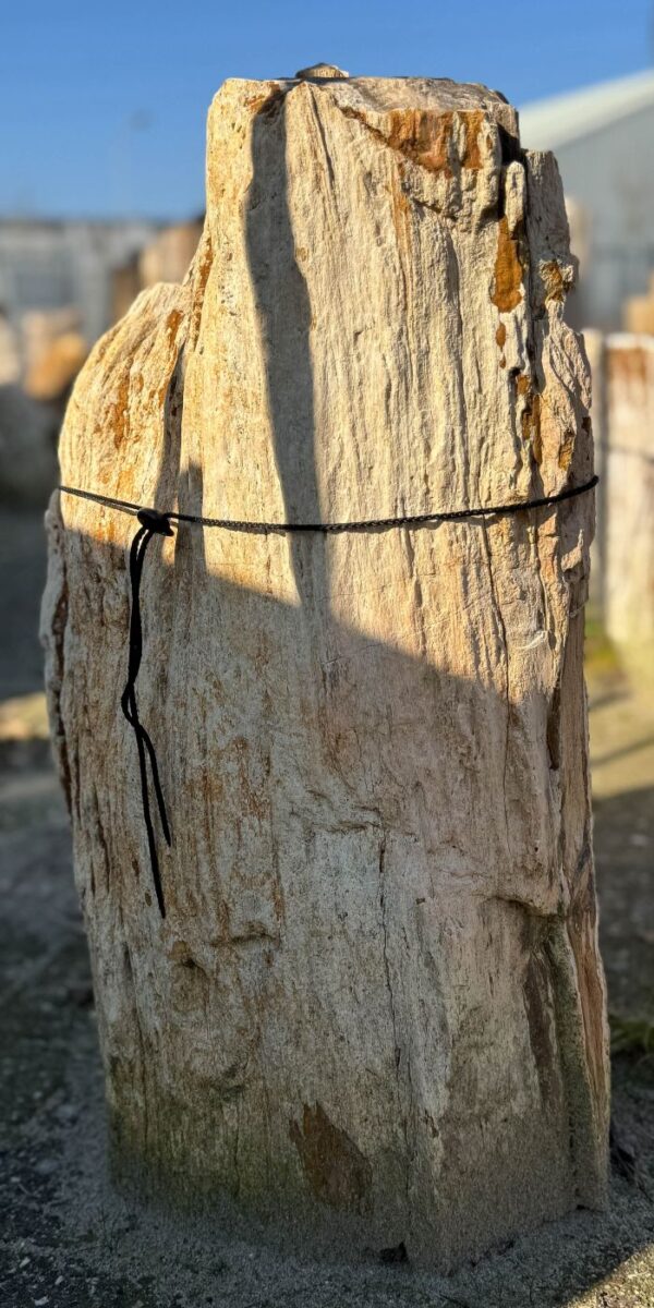 Grafsteen versteend hout 56062