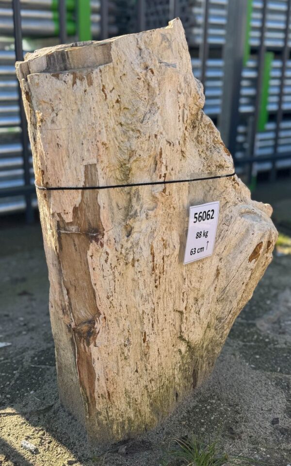 Grafsteen versteend hout 56062