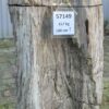 Grafsteen versteend hout 57149