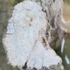 Grafsteen versteend hout 57149
