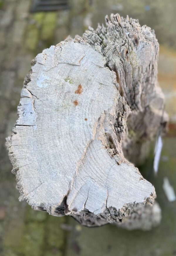 Grafsteen versteend hout 57149