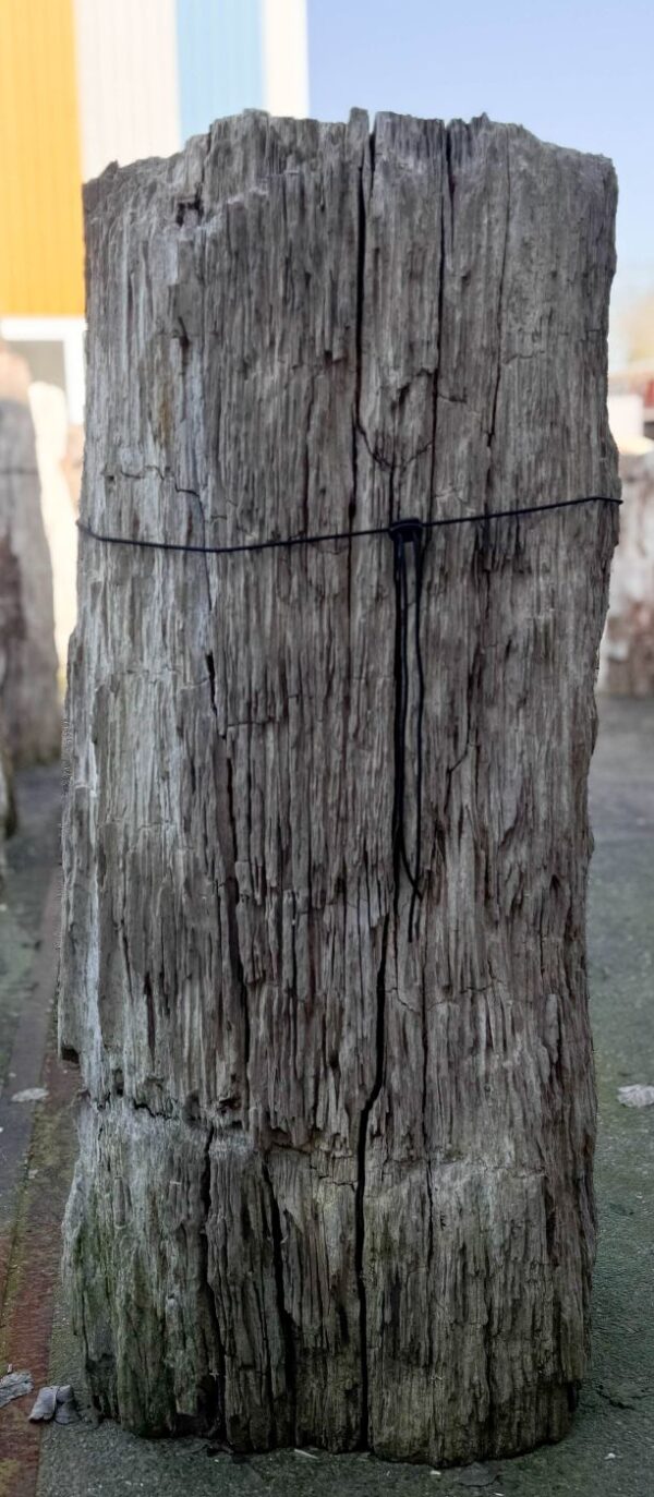 Grafsteen versteend hout 57149