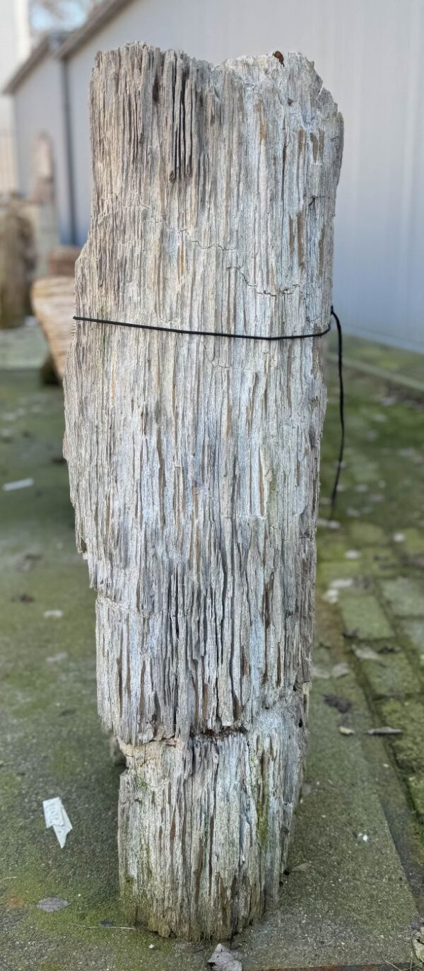 Grafsteen versteend hout 57149