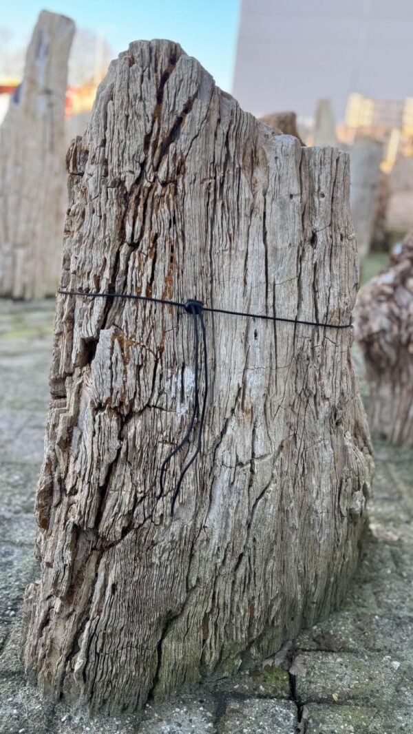 Grafsteen versteend hout 58149