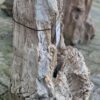 Grafsteen versteend hout 58149