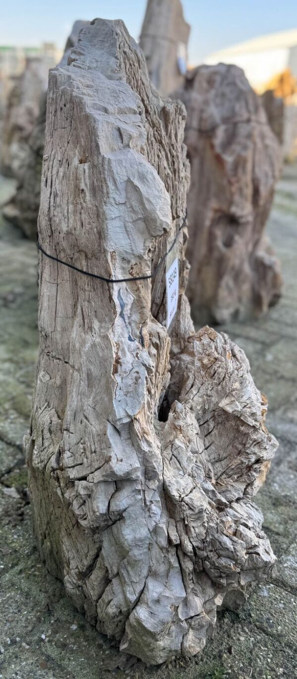 Grafsteen versteend hout 58149