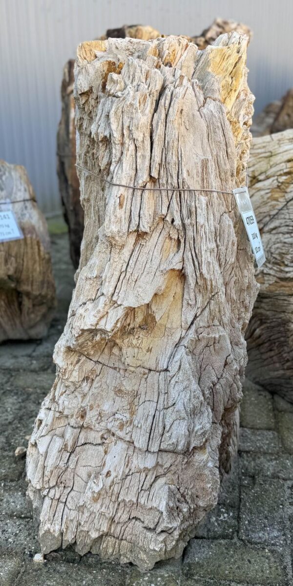 Lápida madera petrificada 47059