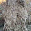 Lápida madera petrificada 47059