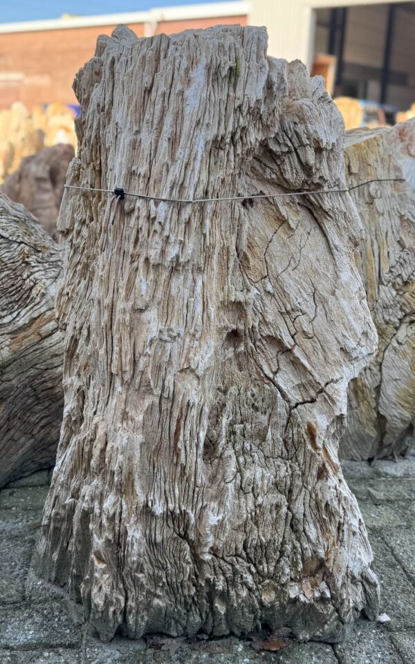 Lápida madera petrificada 47059