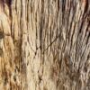 Lápida madera petrificada 50055
