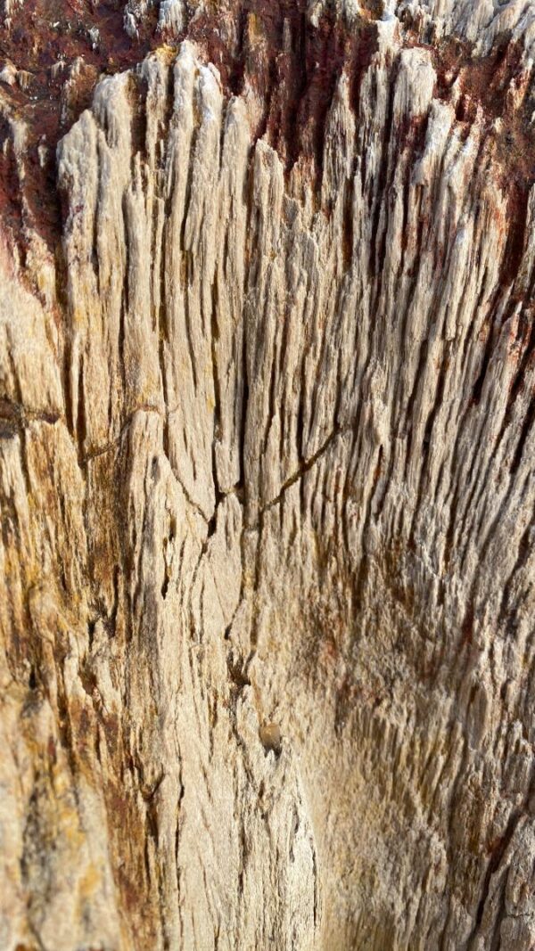 Lápida madera petrificada 50055