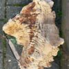Lápida madera petrificada 50055