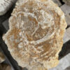 Memorial stone petrified wood 34090