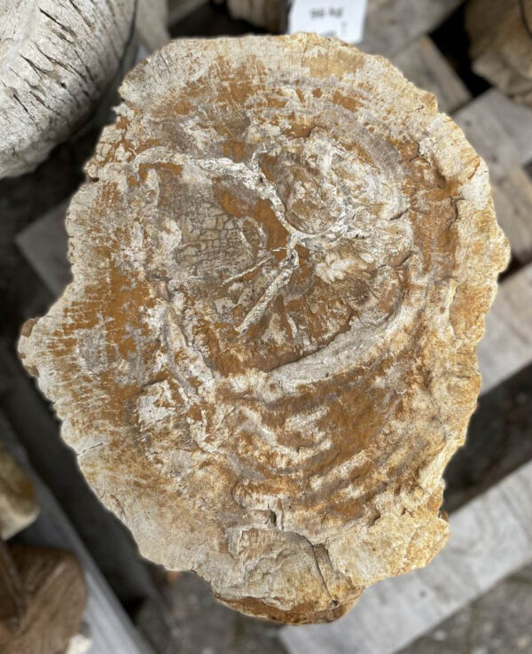 Memorial stone petrified wood 34090