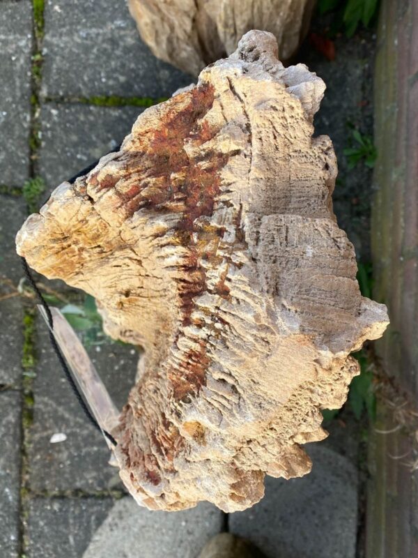 Memorial stone petrified wood 50055