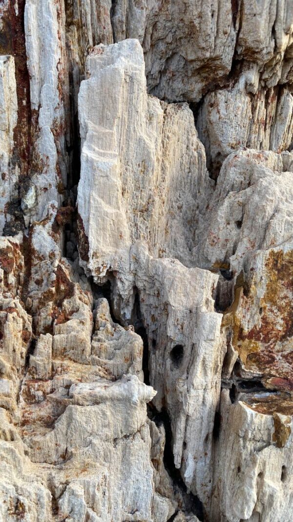 Memorial stone petrified wood 50055