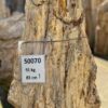 Memorial stone petrified wood 50070