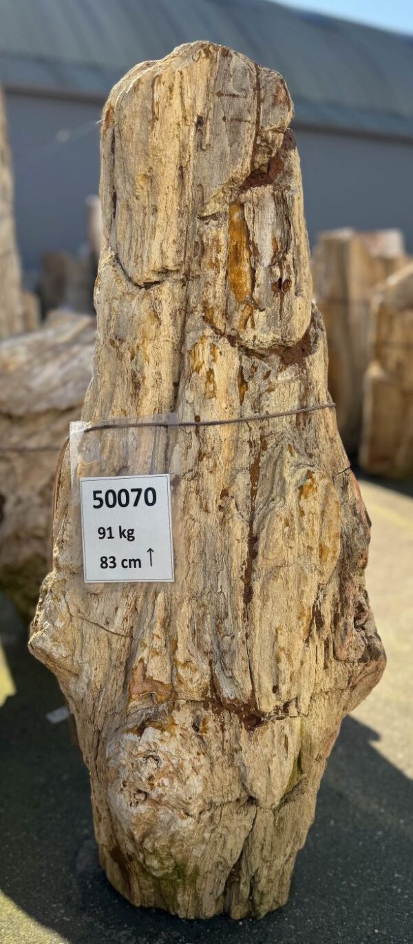 Memorial stone petrified wood 50070