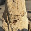 Memorial stone petrified wood 50070