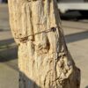 Memorial stone petrified wood 50070