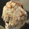 Memorial stone petrified wood 50070