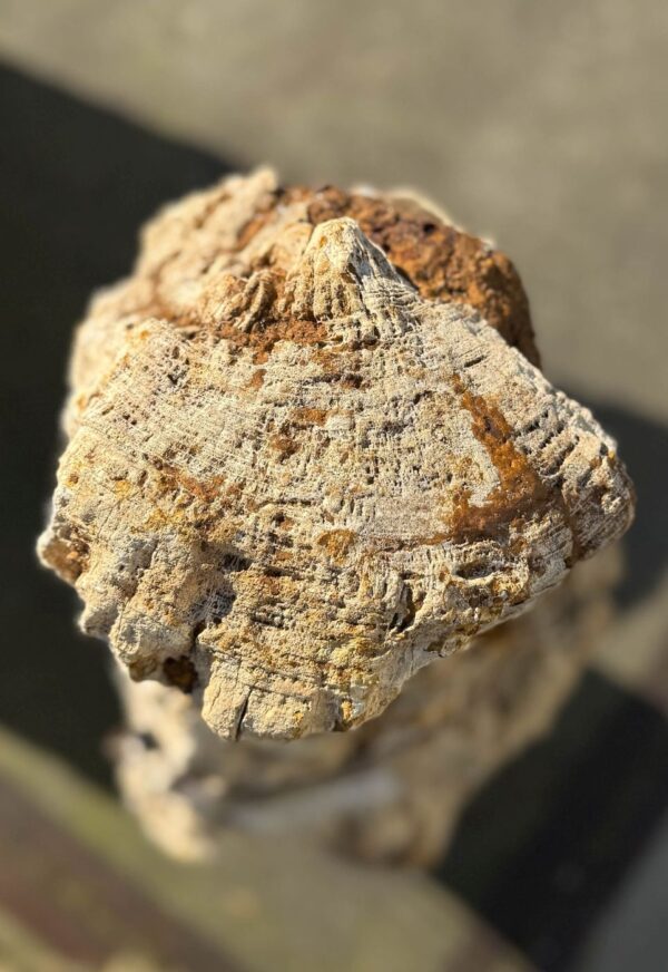 Memorial stone petrified wood 50070