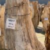 Memorial stone petrified wood 50297