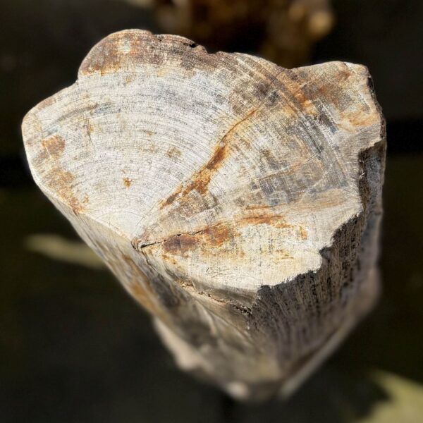 Memorial stone petrified wood 50297