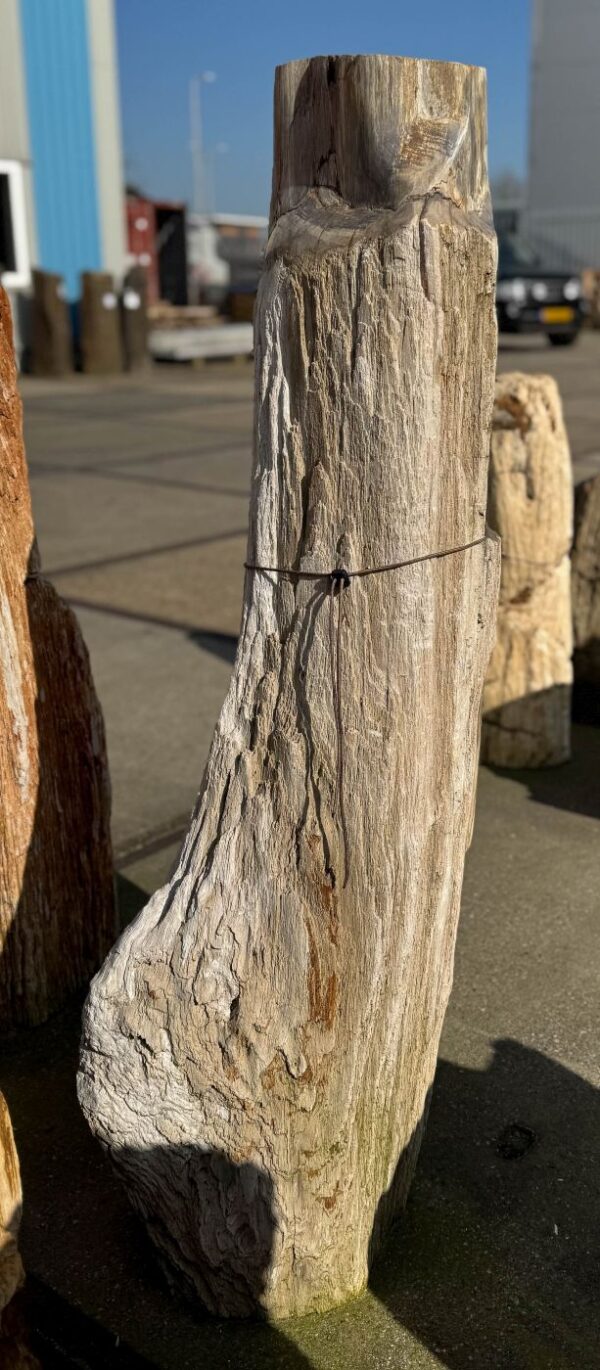 Memorial stone petrified wood 50297