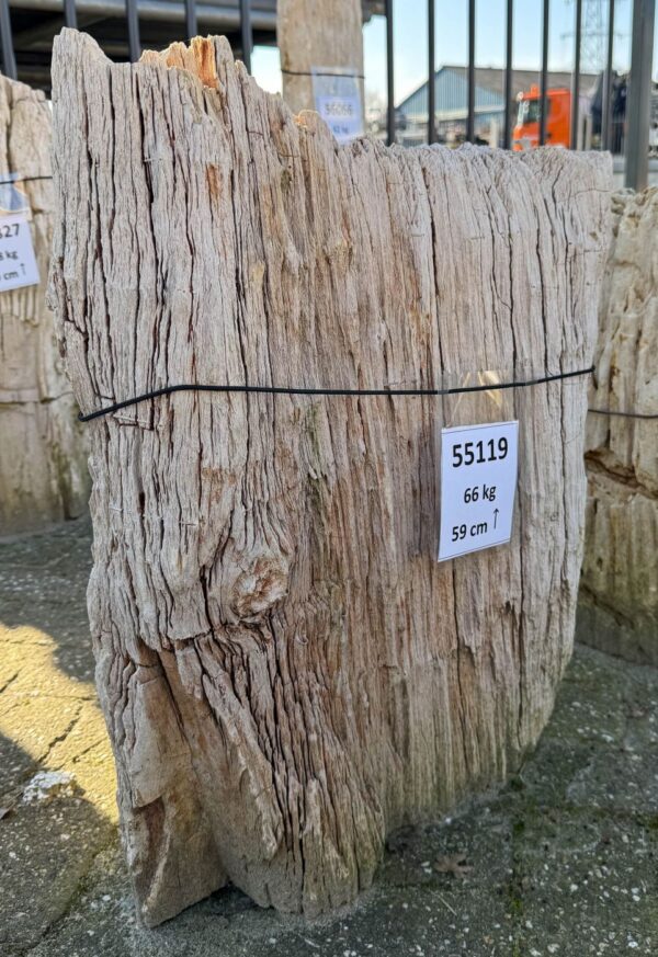 Memorial stone petrified wood 55119