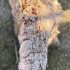 Memorial stone petrified wood 55119