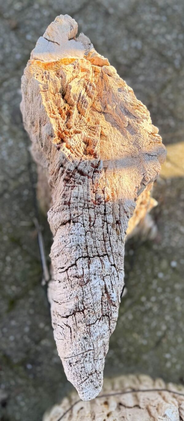 Memorial stone petrified wood 55119
