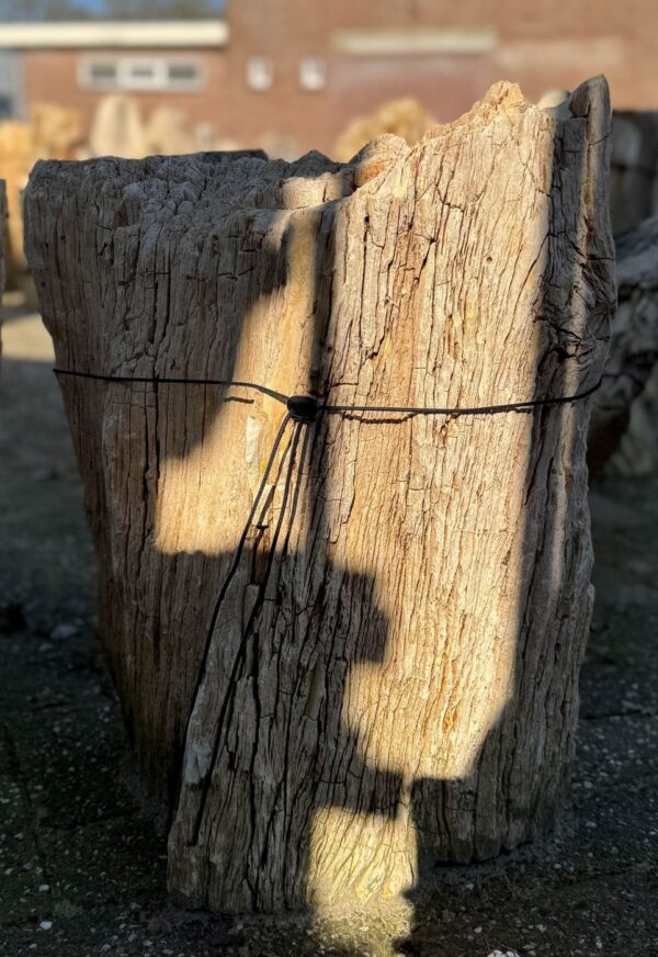 Memorial stone petrified wood 55119