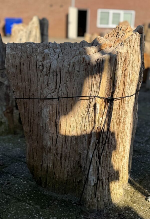Memorial stone petrified wood 55119
