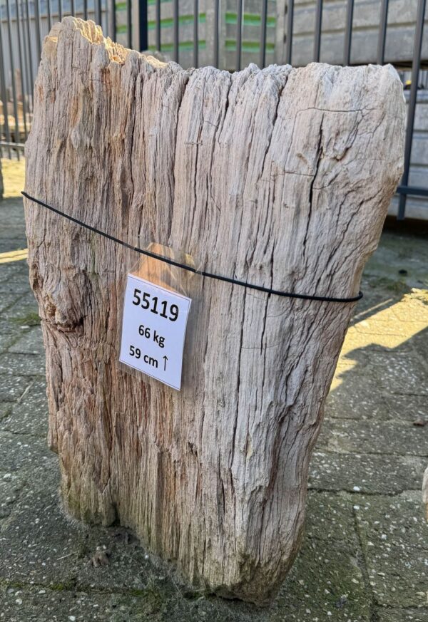 Memorial stone petrified wood 55119