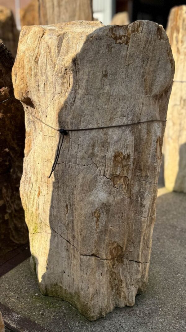 Memorial stone petrified wood 56048