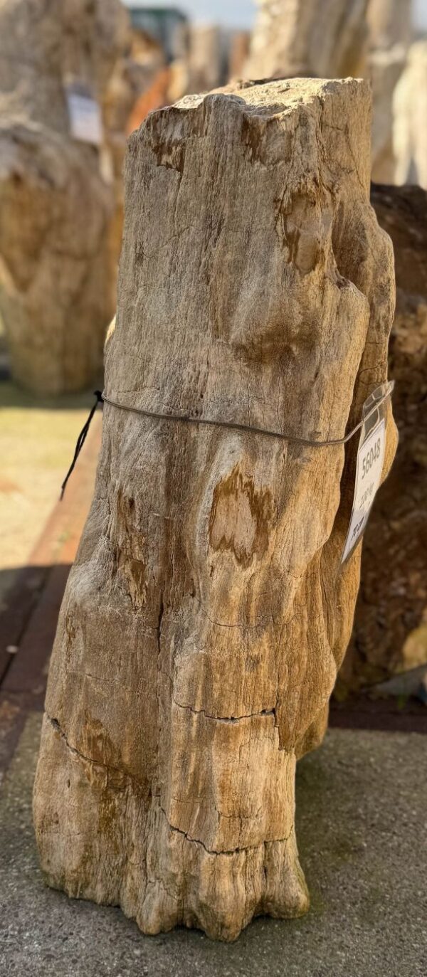 Memorial stone petrified wood 56048