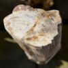 Pierre tombale bois pétrifié 50297
